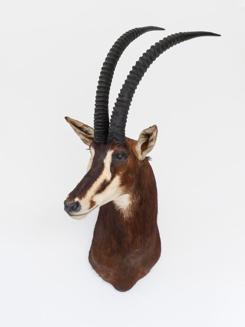 SOUTH AFRICAN SABLE ANTELOPE TROPHY MOUNT: SOUTH AFRICAN SABLE ANTELOPE TROPHY MOUNT: The sable antelope (Hippotragus niger) is one of the most beautiful and regal looking of all the antelope. It has a powerful, robust build and a thick neck o