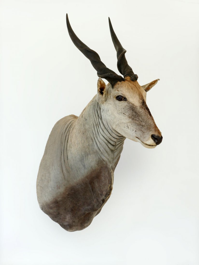 AFRICAN DERBY ELAND TROPHY SHOULDER HEAD MOUNT: AFRICAN DERBY ELAND TROPHY SHOULDER HEAD MOUNT: A regal specimen for the man cave! The Lord Derby Eland (Taurotragus derbianus) is the world's biggest antelope and have been noted with a shoulder heig