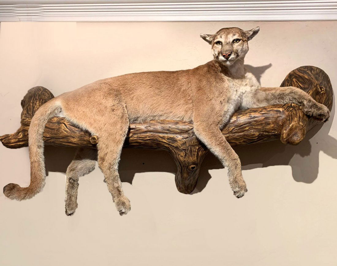 FULL BODY MOUNTED TAXIDERMY MOUNTAIN LION: FULL BODY MOUNTED TAXIDERMY MOUNTAIN LION: Full body Mountain Lion taxidermy mounted on a faux tree limb. Approx. 38" h x 74.5" l x 17.5" w.