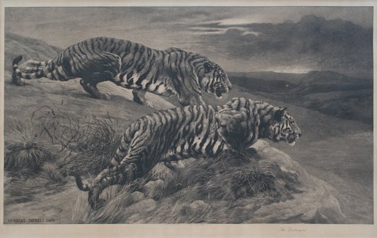 DICKSEE ETCHING THE DESTROYERS TIGERS CROUCHING