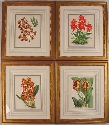 4 FRAMED ORCHID LITHOS BY FITCH