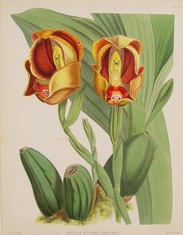 4 FRAMED ORCHID LITHOS BY FITCH - 2