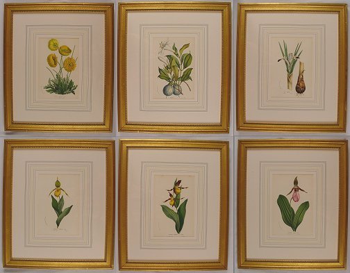 6 LITHOGRAPHS OF BOTANICALS BY HOUTTEANO