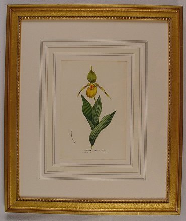 6 LITHOGRAPHS OF BOTANICALS BY HOUTTEANO - 2