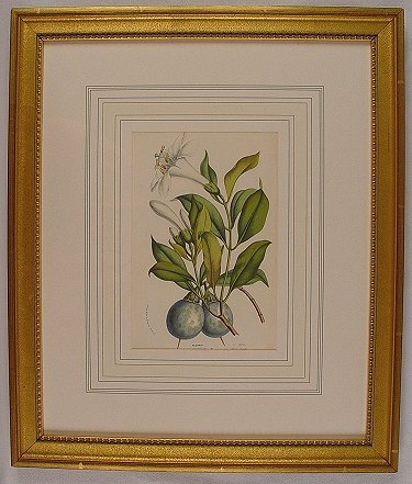 6 LITHOGRAPHS OF BOTANICALS BY HOUTTEANO - 3