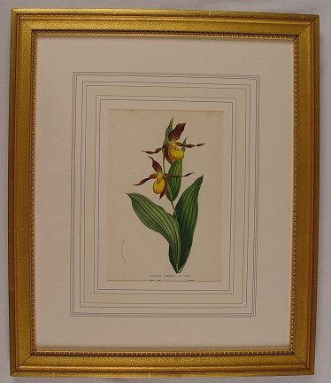 6 LITHOGRAPHS OF BOTANICALS BY HOUTTEANO - 4