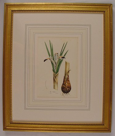 6 LITHOGRAPHS OF BOTANICALS BY HOUTTEANO - 5