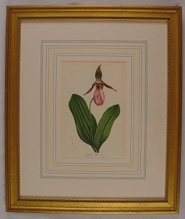 6 LITHOGRAPHS OF BOTANICALS BY HOUTTEANO - 6