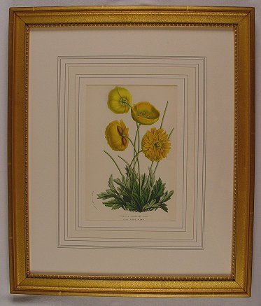 6 LITHOGRAPHS OF BOTANICALS BY HOUTTEANO - 7