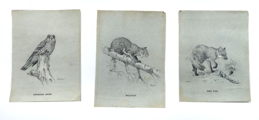 THREE PIECE NED SMITH ANIMAL DRAWING LOT: SMITH, Ned (American, 1919 - 1985): 1) Sparrow Hawk, 2) Wild Cat 3) Red Fox, All Charcoals Heightened w/ White, 12.75" x 9", unframed, all signed.