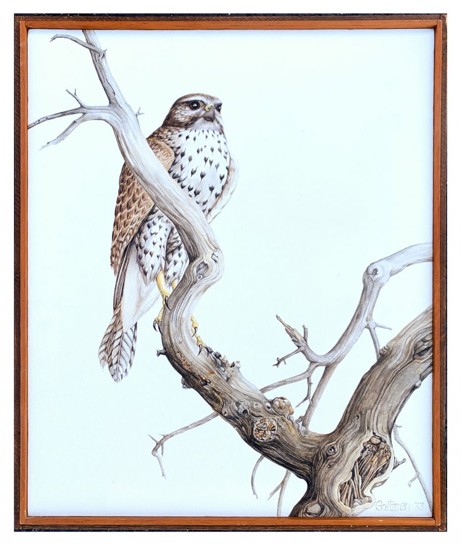 ANN GOETZMAN PRAIRIE FALCON PAINTING: GOETZMAN, Ann, (American, 20th C.): "Prairie Falcon", 24" x 20", signed lower right, dated '73, old business card label attached verso from Knox and Campbell Galleries with a price tag of 300 dollars,