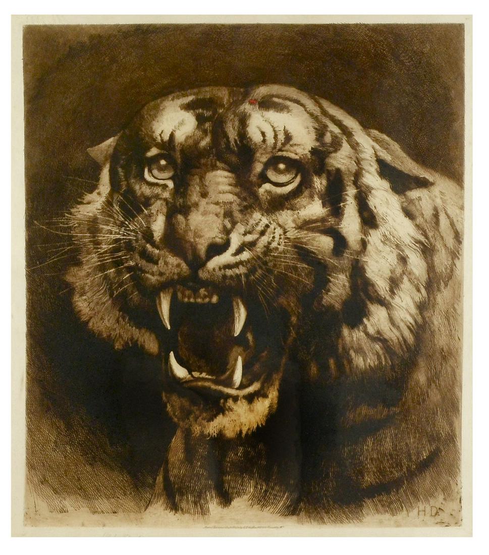 IMPRESSIVE LARGE DICKSEE TIGER ETCHING: DICKSEE, Herbert, (British, 1862-1942): Snarling Tiger, Etching, sight size 24.5'' x 21'', pencil signed lower left, framed, 36.5'' x 34'', published in 1891 in London by Clifford and Co. Encased in a
