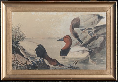 HAVELL EDITION AUDUBON DUCKS BOSTON: [After] John James Audubon: [Havell edition] hand colored engraving, "Canvas Backed Duck/View of Baltimore" [Plate CCCI], 21 1/2" x 34 3/4", framed 28 1/2" x 42".