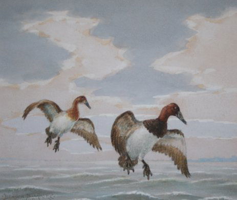 B.B. MOORE DUCKS PAINTING: MOORE, Benson Bond, (American, 1882-1974): "Canvasbacks", W/C, sight size 6" x 7", signed, titled verso, white washed wooden frame, 12" x 13".
