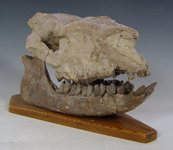 RUNNING RHINOCEROS HYRACODON SKULL FOSSIL