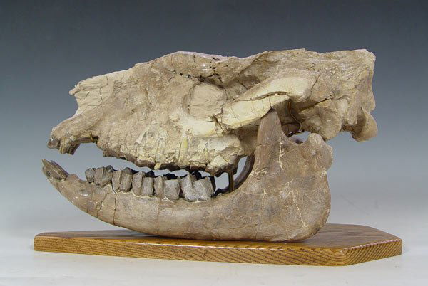 RUNNING RHINOCEROS HYRACODON SKULL FOSSIL - 2