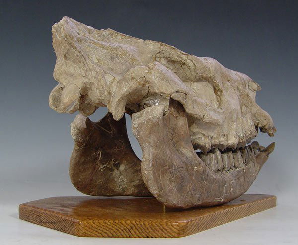 RUNNING RHINOCEROS HYRACODON SKULL FOSSIL - 3
