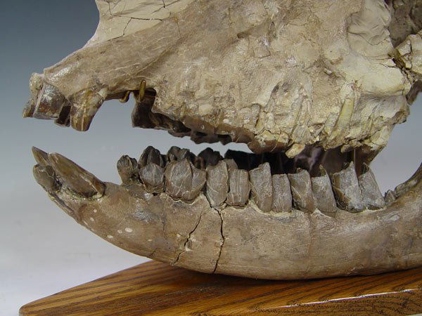 RUNNING RHINOCEROS HYRACODON SKULL FOSSIL - 4