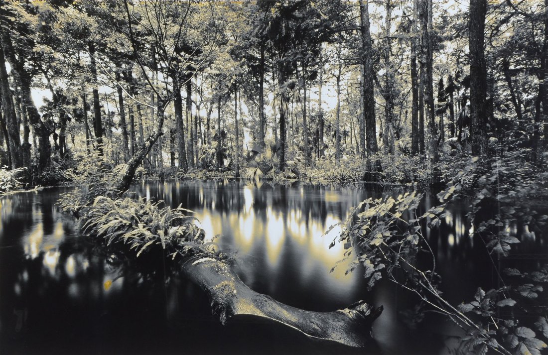 LARGE FORMAT CLYDE BUTCHER FLORIDA PHOTOGRAPH OF RIVER: BUTCHER, Clyde, (American/Cuban, b. 1942): "Loxahatchee River #1", Photograph, sight size 36" x 55.5", framed, 49" x 69".