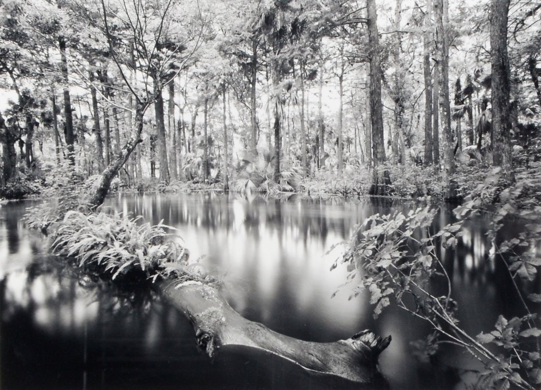 CLYDE BUTCHER SPECIAL EDITION PHOTOGRAPH LOXAHATCH: BUTCHER, Clyde, (American/Cuban, b. 1942): "Loxahatchee River #1", Special Edition Photograph, sight size 10" x 13", signed lower right, gallery label affixed verso, dated 1991, framed, 16.25" x 20.25