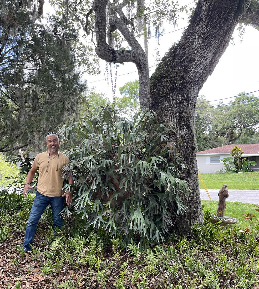 HUGE STAGHORN FERN SOLD IN PLACE: HUGE STAGHORN FERN SOLD IN PLACE: Pickup Jungle Prada Area Park St Petersburg, FL.