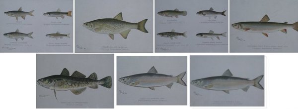 LOT OF 7 FISH LITHOGRAPHS BY SHERMAN DENTON: LOT OF 7 FISH LITHOGRAPHS BY SHERMAN DENTON: 8" x 10 1/2" sight size, matted, unframed.