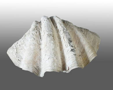 GIANT NATURAL SOUTH PACIFIC CLAM SHELL: GIANT NATURAL SOUTH PACIFIC CLAM SHELL: Giant South Pacific Clam Shell. Approx. 14.5'' h x 35.5'' w x 21'' d.