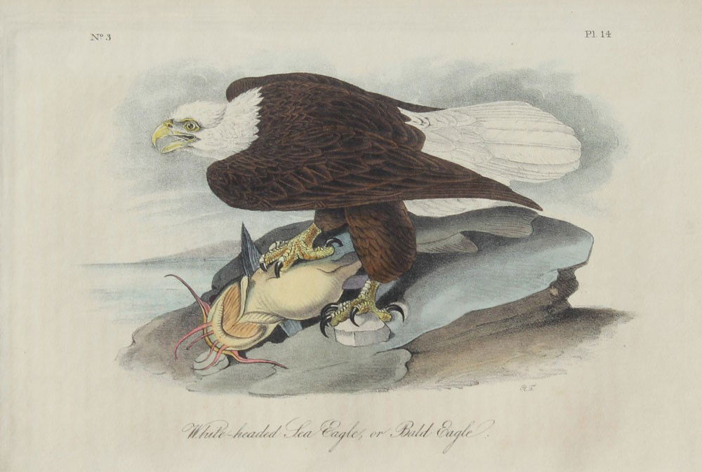 SEA EAGLE/BALD EAGLE AUDUBON OCTAVO: AUDUBON, JOHN JAMES, after, (American): White Headed Sea Eagle or Bald Eagle, Lithograph, Octavo edition, sight size 6'' x 9'', fine custom framing, 16 1/2'' x 20''.
