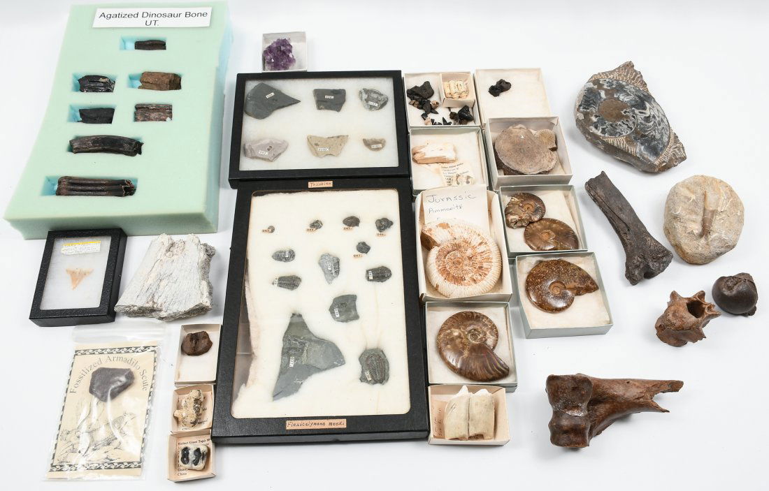 COLLECTION OF DINOSAUR BONES, AMMONITES, & FOSSILS: COLLECTION OF DINOSAUR BONES, AMMONITES, & FOSSILS: Large collection of Ammonites, Teeth, Dinosaur Bones, Trilobite Fossils, and Agatized Dinosaur bones. Largest Approx. 3.5" dia.