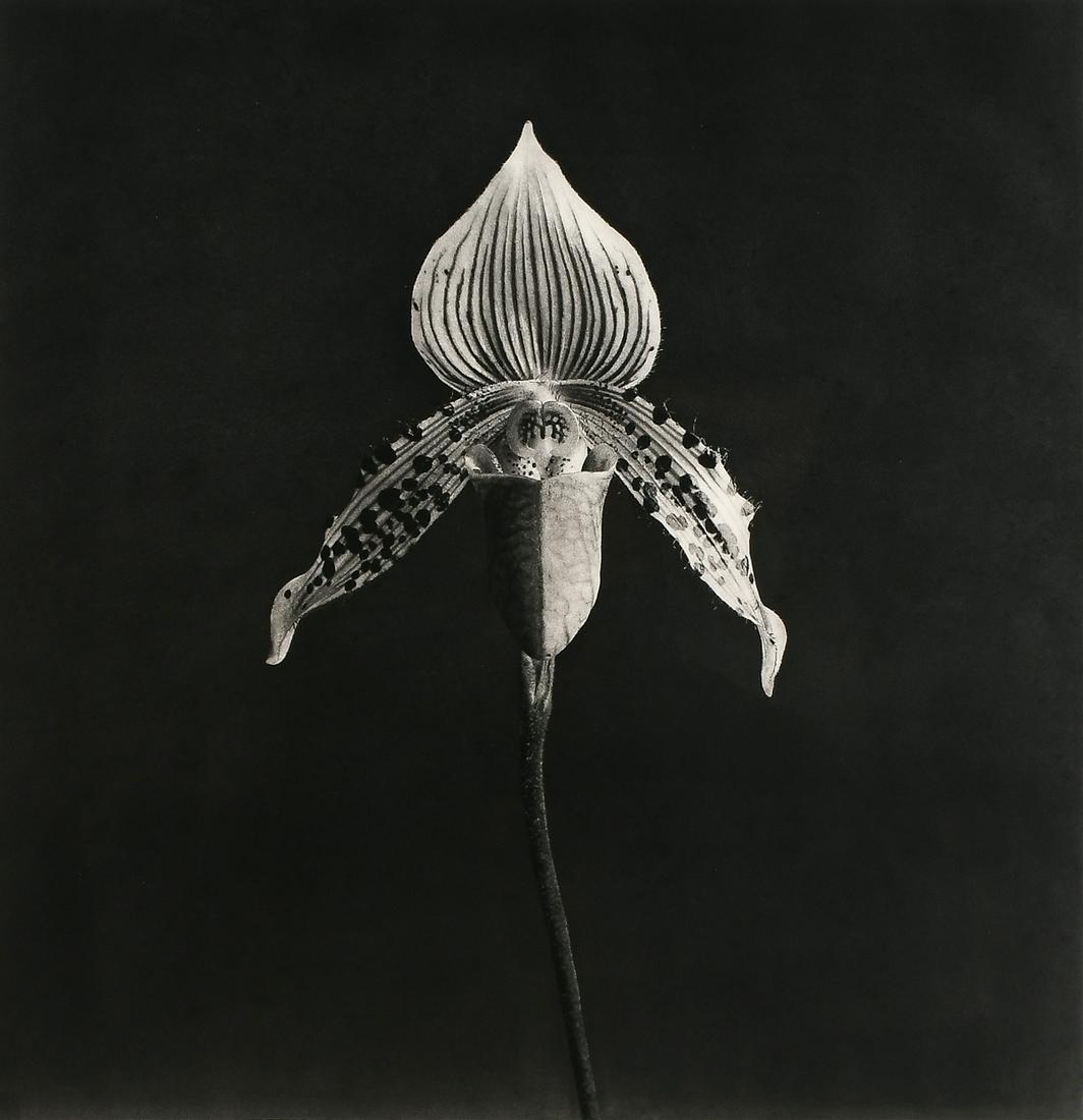 SHOWSTOPPING ROBERT MAPPLETHORPE "ORCHID" PHOTOGRAVURE (1 of 4)