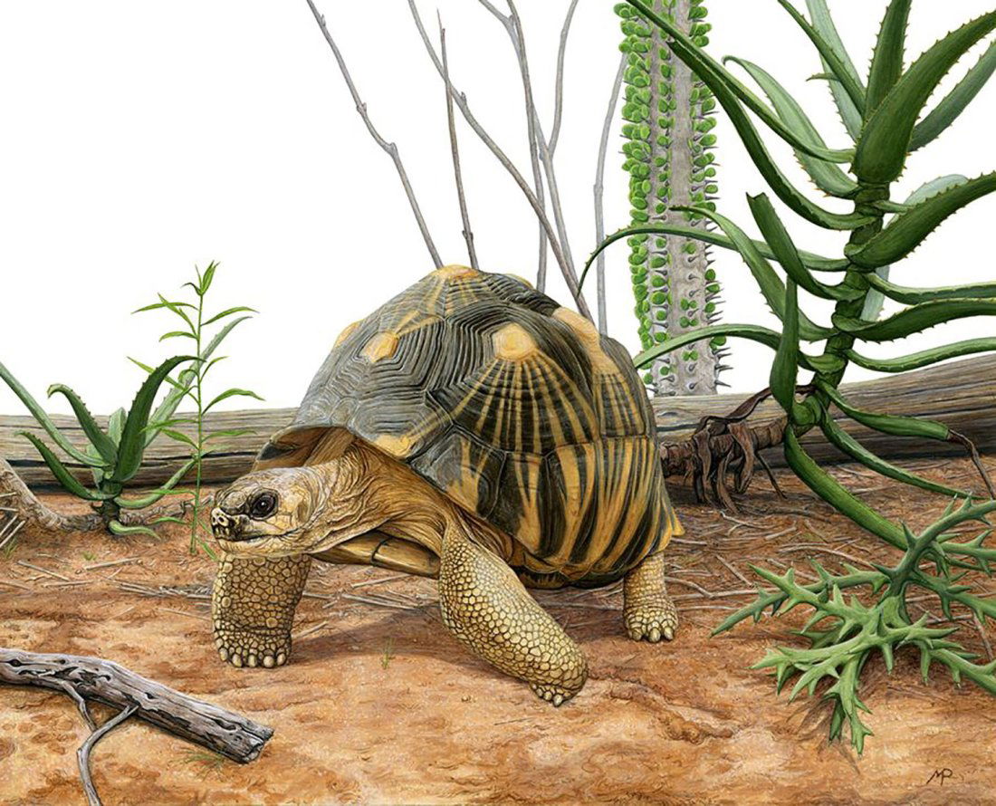 MATT PATTERSON ORIGINAL ACRYLIC RADIATED TORTOISE (1 of 2)