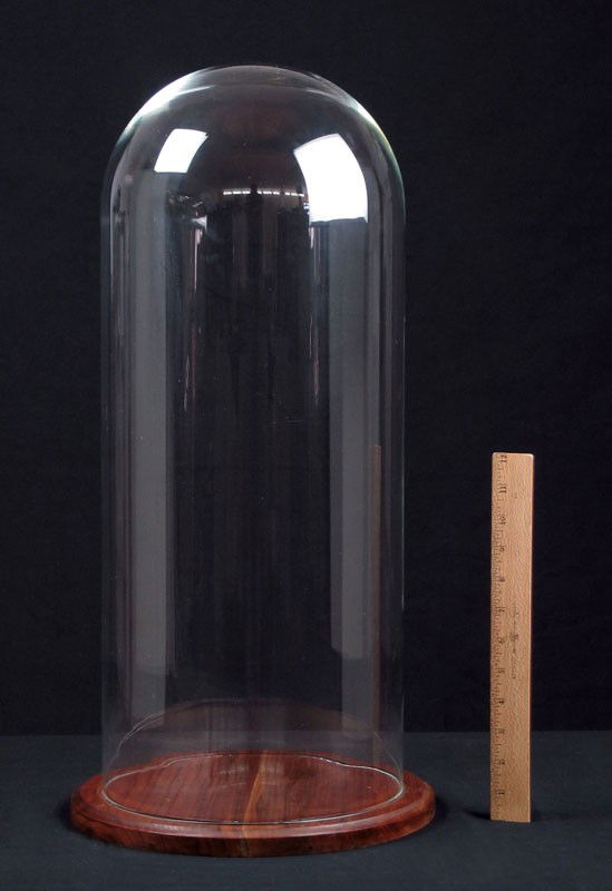 510 GLASS DOME DISPLAY WITH WOOD BASE 24" TALL Mar 25, 2012