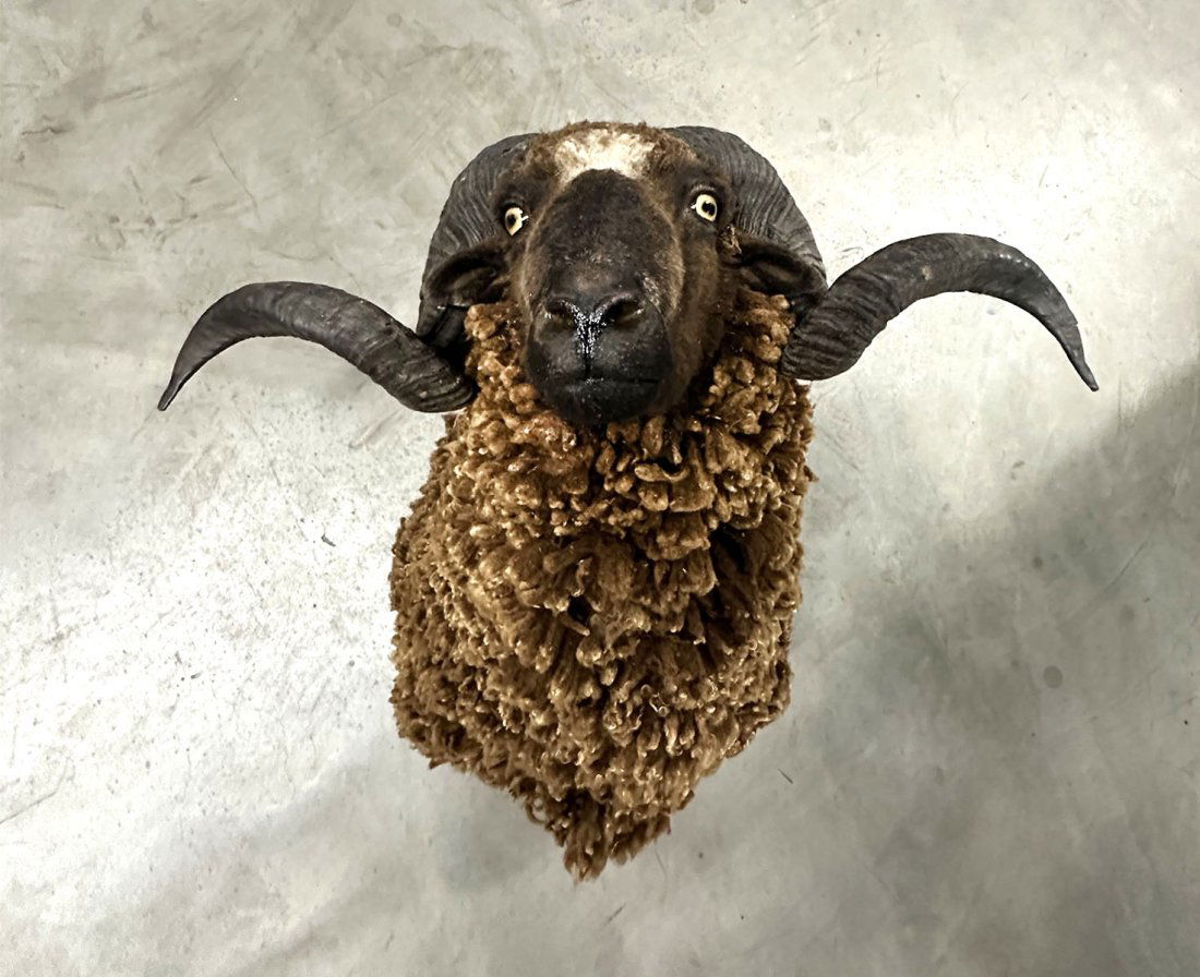 SPIRAL HORNED WOOLY NEW ZEALAND ARAPAWA RAM SHOULDER MOUNT (1 of 1)