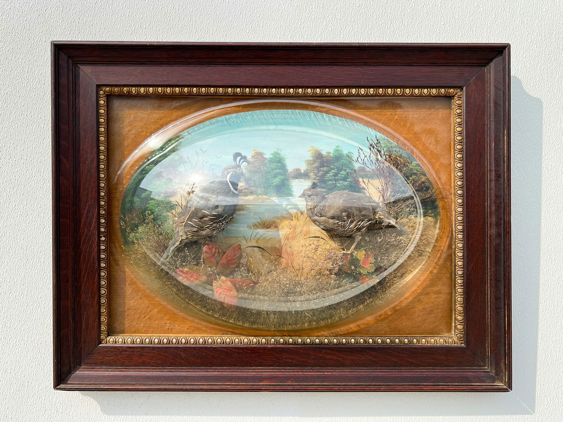 LATE 19TH-CENTURY QUAIL DIORAMA: LATE 19TH-CENTURY QUAIL DIORAMA: Victorian diorama of taxidermy male & female quails behind convex glass cover against oil landscape background with faux foliage. Velvet matte, with brass trim in a wo