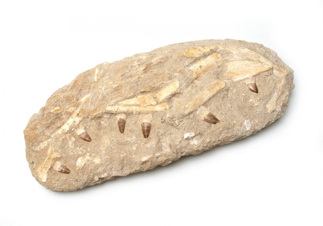 MOSASAUR FOSSIL JAW SECTION IN MATRIX: MOSASAUR FOSSIL JAW SECTION IN MATRIX: Middle Eastern find, with 6 teeth and jaw in sections. Overall 20 1/4'' x 9''