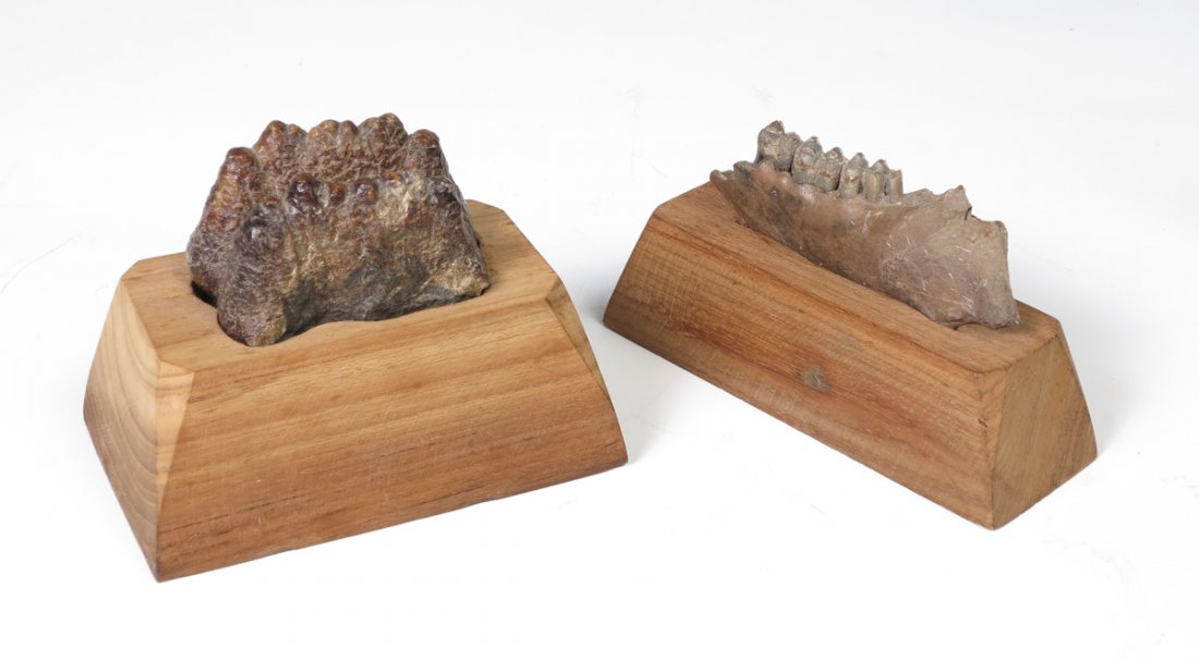 2 PIECE FOSSIL MASTODON TOOTH AND JAW: 2 PIECE FOSSIL MASTODON TOOTH AND JAW: To include 1) Mastodon tooth with wood plinth cut to fit tooth. Estate of John and Ranina Desmond. Tooth 1 5/8'' x 1 5/8'' x 2 7/8''. Base 2'' x 5'' x 3''. 2) Sm