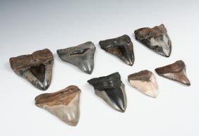 8 LARGE MEGALODON SHARK TEETH