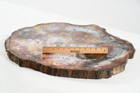OVAL PETRIFIED WOOD SLAB