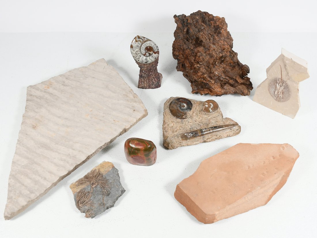 8 PC. PREHISTORIC FOSSIL COLLECTION (1 of 8)
