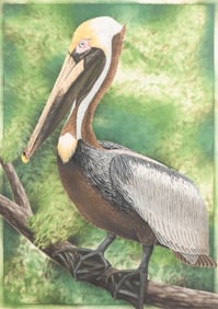 JOHN COSTIN "BROWN PELICAN" ARTIST PROOF ETCHING