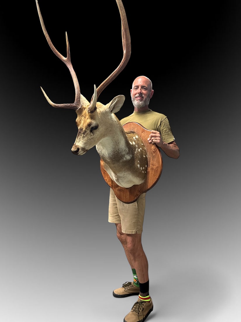 TAXIDERMY DEER WALL MOUNT (1 of 2)