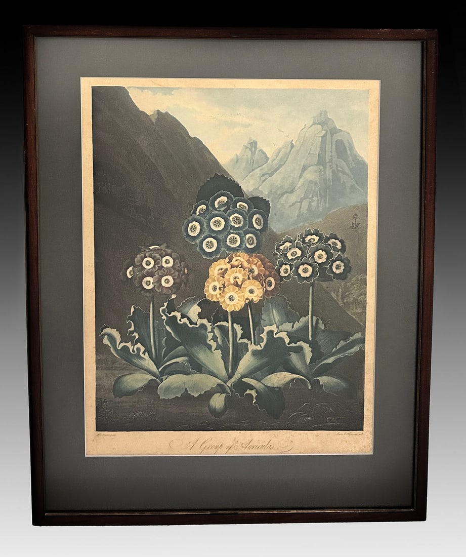 ROBERT JOHN THORNTON AURICULAS AQUATINT: THORNTON, Robert John, (English, 1768-1837): “A Group of Auriculas”, Aquatint with Hand-Coloring, sight size 20” x 15”, framed, 27” x 21”.