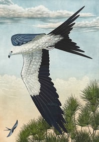 JOHN COSTIN ETCHING "SWALLOWTAIL KITE"