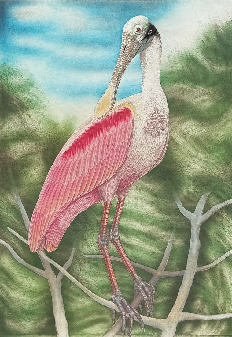 JOHN COSTIN ETCHING "ROSEATE SPOONBILL" (1 of 3)
