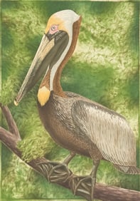JOHN COSTAN ETCHING “BROWN PELICAN”