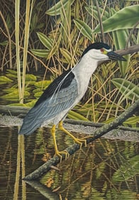 JOHN COSTIN ETCHING "BLACK-CROWNED NIGHT HERON"