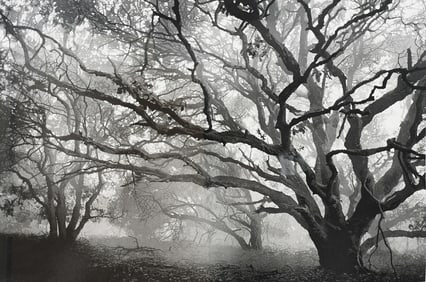 LARGE STEPHEN MCMILLAN ETCHING “WINTER OAKS”