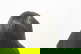 item-210687698=4