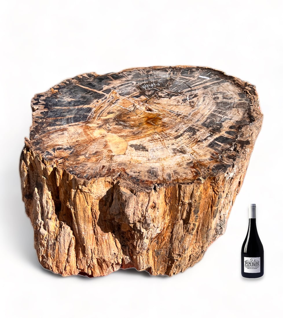 LARGE THICK POLISHED TOP PETRIFIED WOOD SLAB: LARGE THICK POLISHED TOP PETRIFIED WOOD SLAB: A massive segment of petrified wood. Having a polished surface showcasing its fascinating internal structure and a natural edge. Approx. 17'' h x 39'' w x