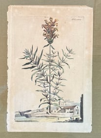 18TH CENTURY JOHANN WEINMANN BOTANICAL PRINT
